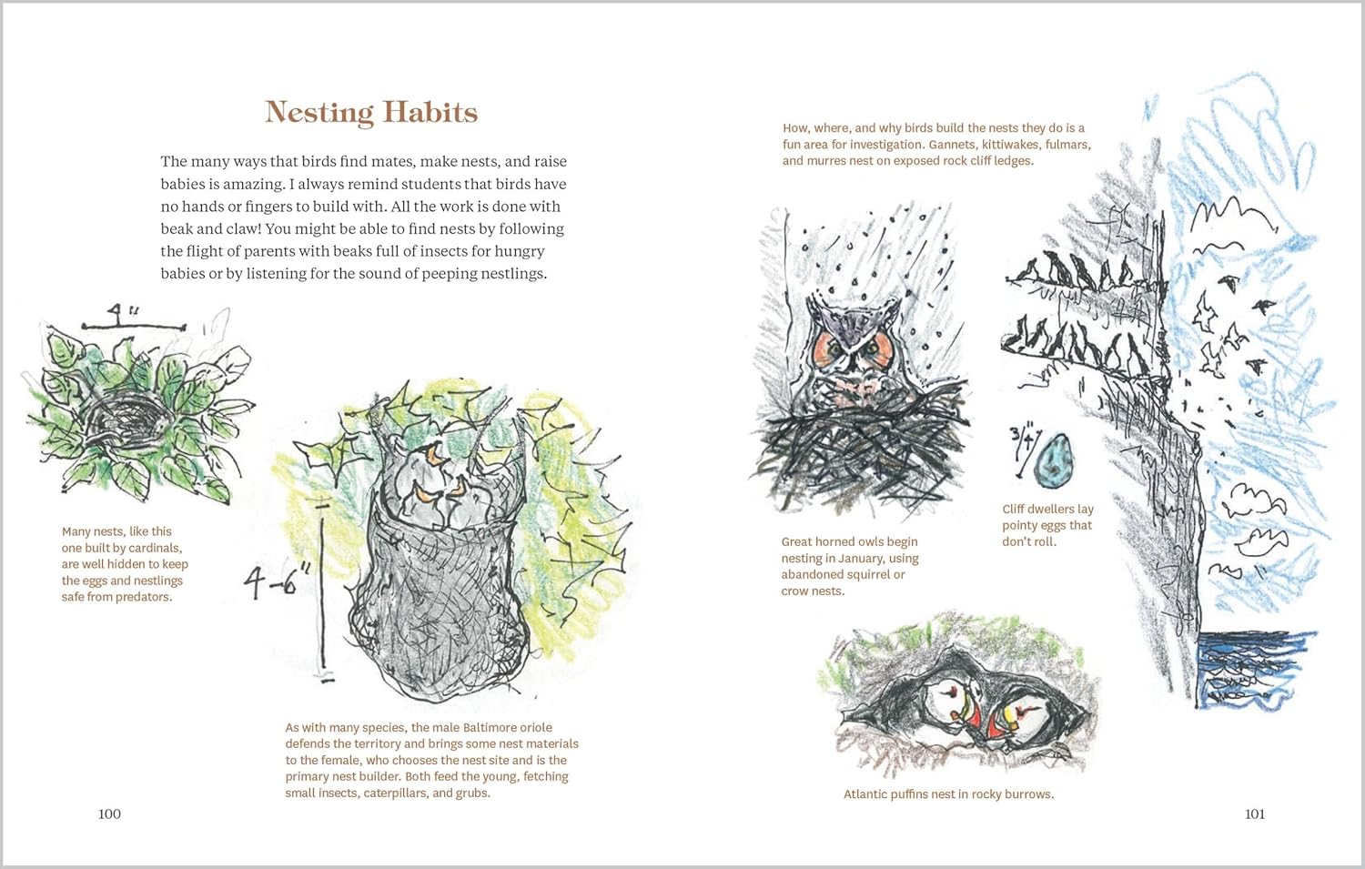 How To Look At A Bird: Open Your Eyes To The Joy