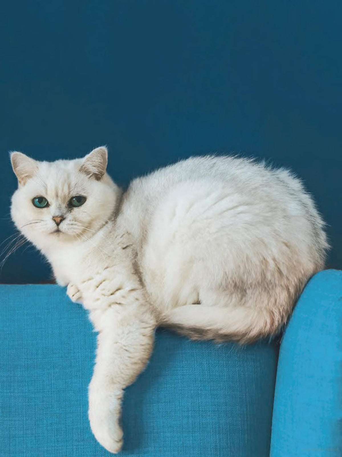 Oh, It's You: Love Poems by Cats Book
