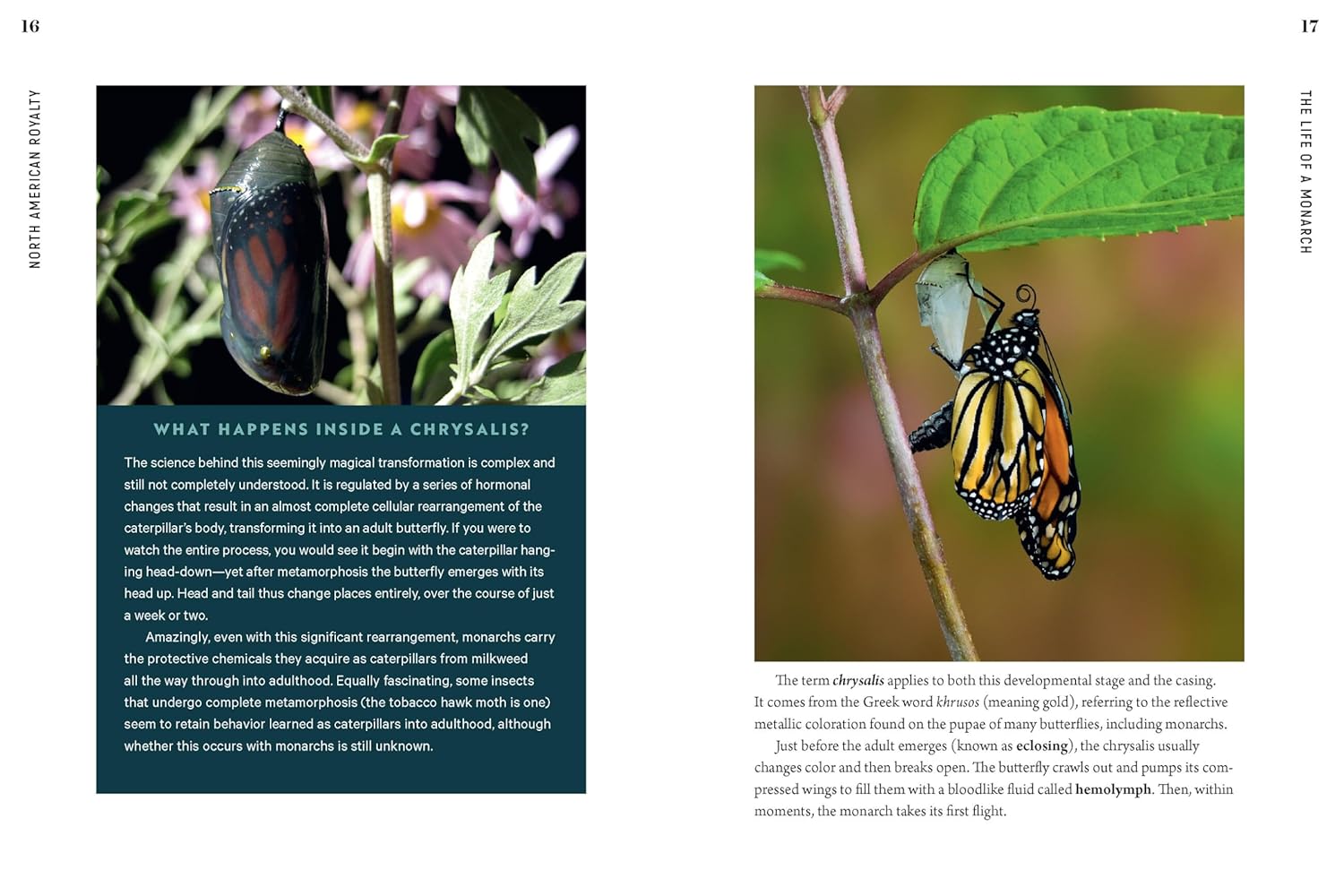 100 Plants To Feed The Monarch Book