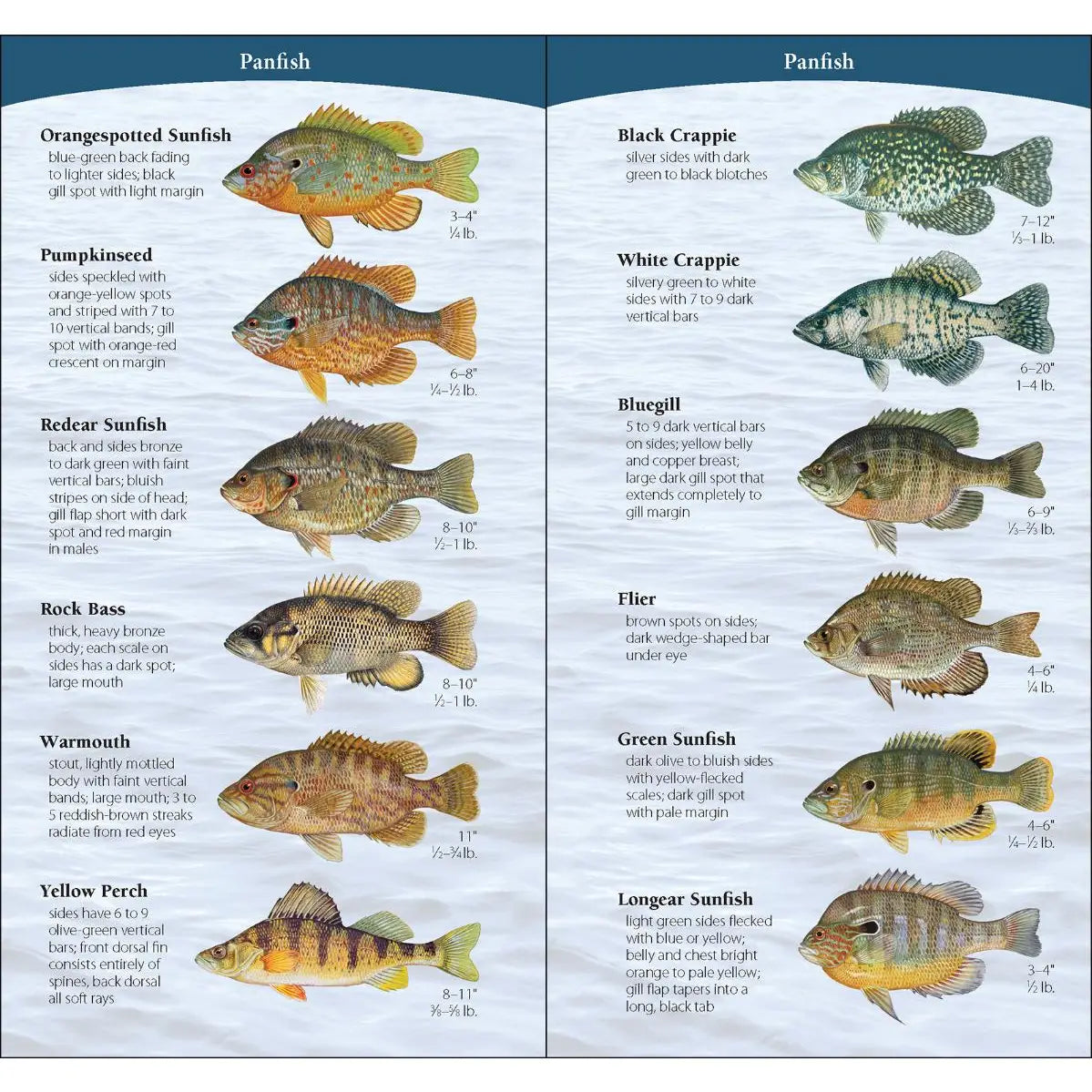 Fish of Midwest Quick Guide