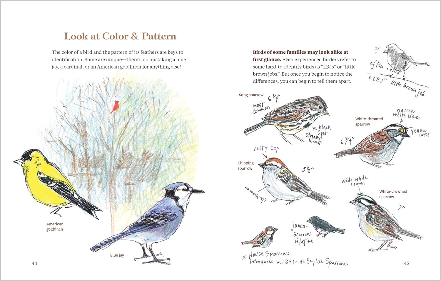 How To Look At A Bird: Open Your Eyes To The Joy