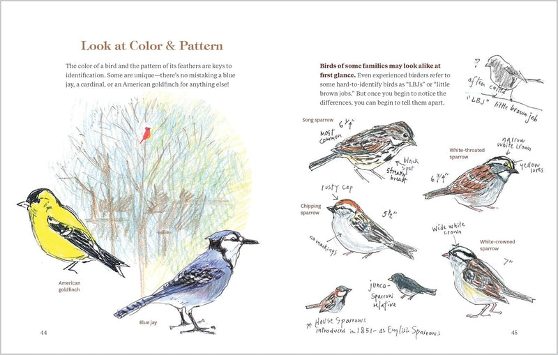 How To Look At A Bird: Open Your Eyes To The Joy