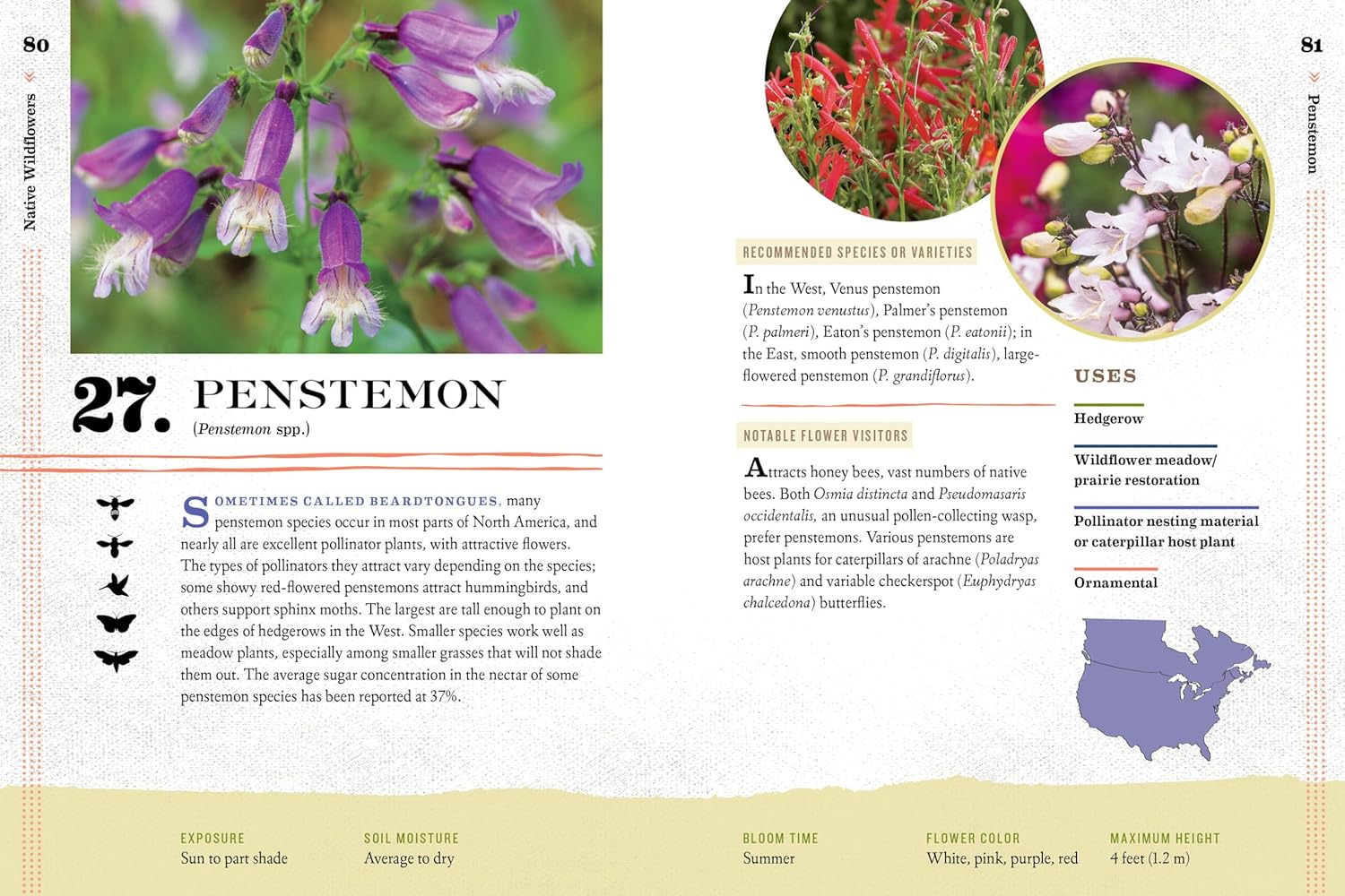 100 Plants To Feed The Bees