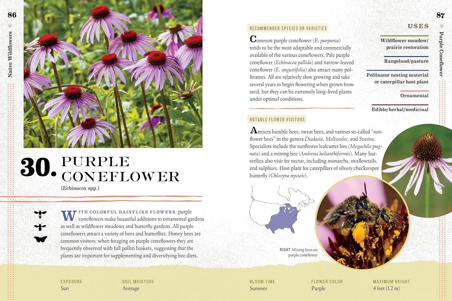100 Plants To Feed The Bees