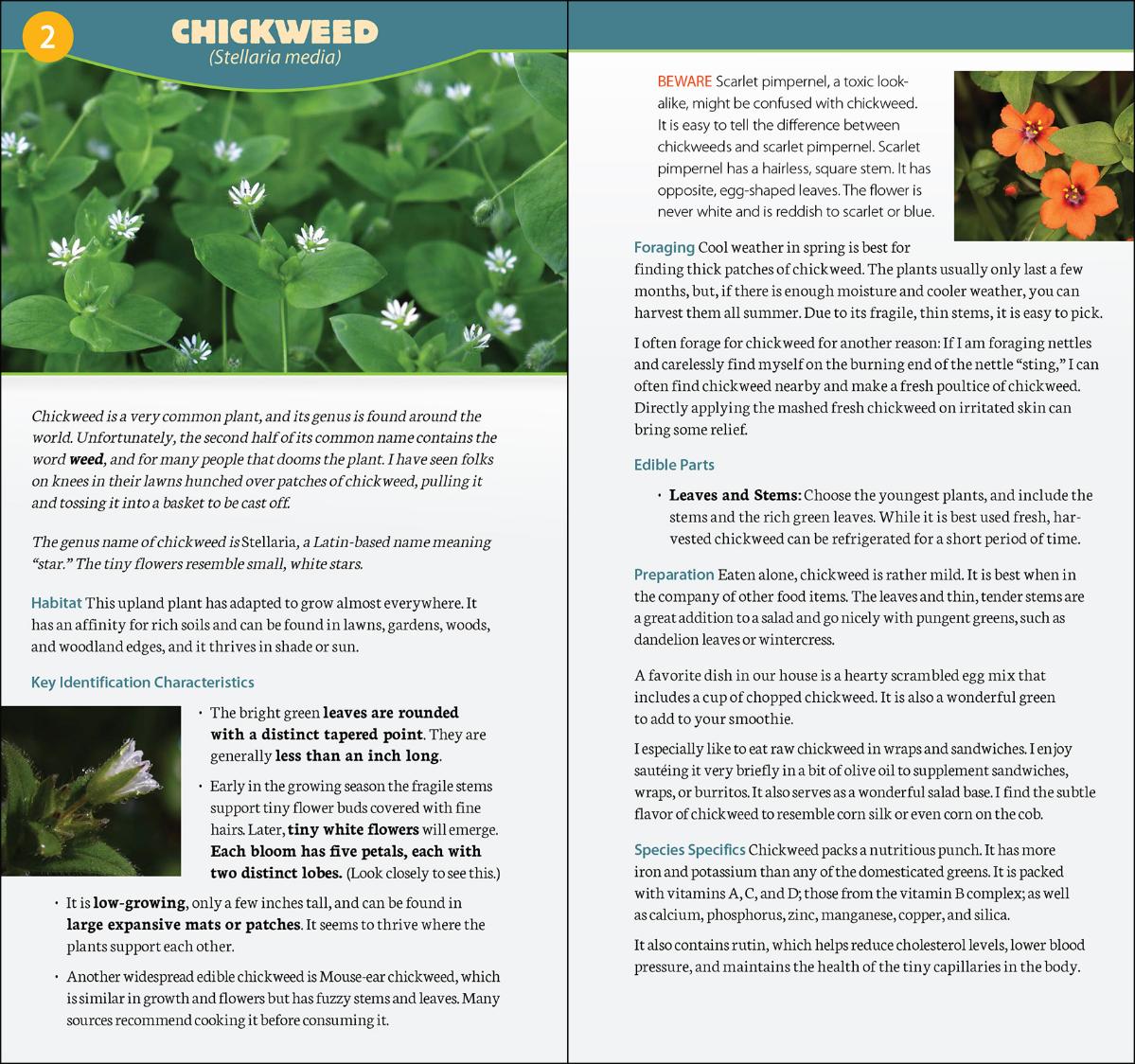 Foraging in North America Quick Guide
