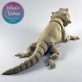 Bearded Dragon