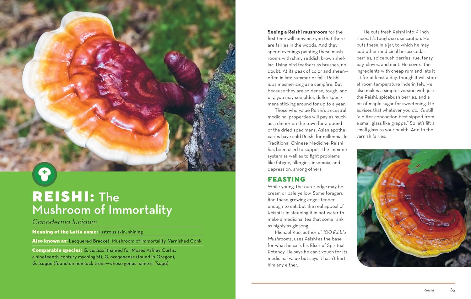 How To Forage For Mushrooms Without Dying Book